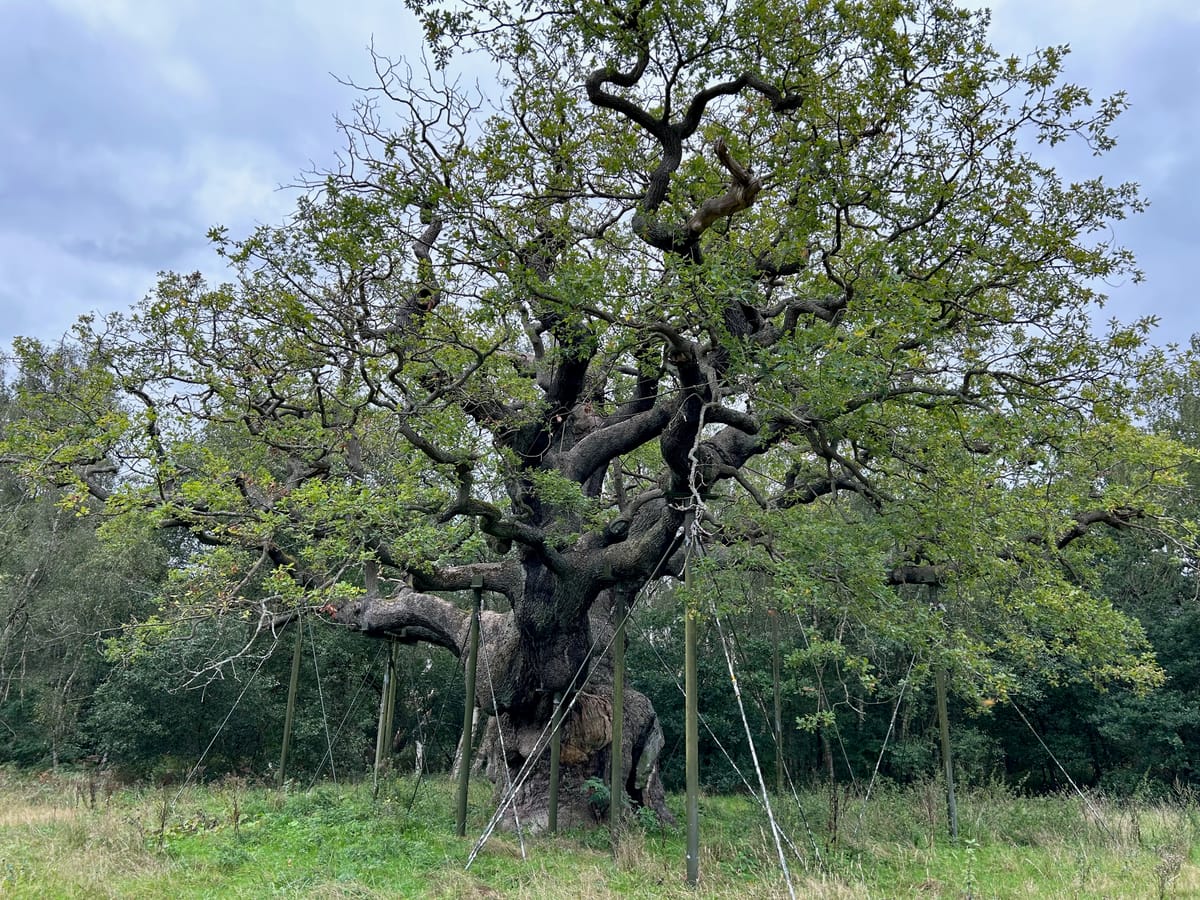 Kids needed to find dragon eggs in Sherwood Forest this school holiday